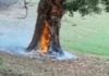 "Bola de fuego" cae del cielo y quema árbol en la Isabela Puerto Plata