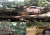 Máquinas pesadas arrasan área boscosa en comunidad Río Grande Altamira