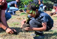 CORAASAN y comunitarios siembran cientos de árboles en Cienfuegos