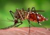Fallecen dos niños por dengue en Santiago de los Caballeros