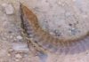 Avistan en Luperón lagarto gigante en peligro de extinción