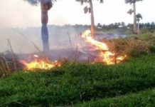 Desconocidos prenden fuego a vegetación en laguna de Cabarete