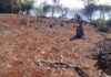Depredan y queman zona boscosa en Sosúa, Puerto Plata