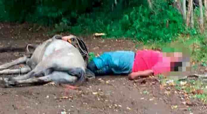 Corrientazo mata agricultor y su caballo en Magarín de El Seibo