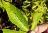 Ministerio de Agricultura ofrece asesoramiento técnico a productores de yuca