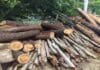 Medio Ambiente incauta cientos de árboles cortados clandestinamente en Jarabacoa