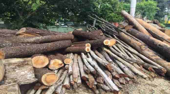 Medio Ambiente incauta cientos de árboles cortados clandestinamente en Jarabacoa