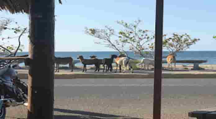 Ayuntamiento Montecristi sacrificará animales que deambulan en áreas turísticas y centro de la ciudad