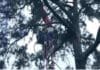 Rescatan tripulantes de parapente atascados en un árbol en Jarabacoa