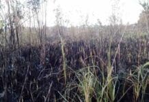 Controlan incendio forestal en Las Terrenas, Samana: Medio Ambiente