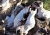 Moca: Denuncian envenenamiento masivo de perros callejeros