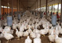 Alza del pollo en Moca: la libra se vende a RD$100 y podría subir más