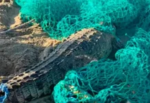 Capturan cocodrilo suelto en Puerto Plata