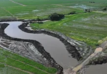 INDRHI avanza dragado del drenaje Pontón en Cotuí; beneficia 36,000 tareas arroceras