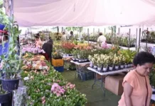 Feria de Orquídeas del Cibao atrae a cientos de personas en su quinta edición