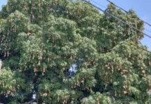 Inician hoy la tradicional Feria del Mango en Baní