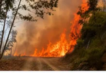 Fuego forestal en San José de las Matas al 50% de control