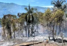 El fuego golpea los cacaotales de Altamira en medio de la sequía